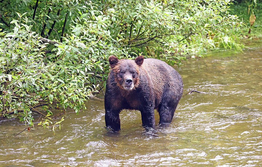 2023 Brown Bear Standing Photograph by Jean Clark