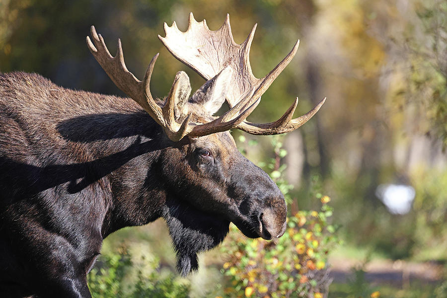 2023 Bull Moose Head Study Photograph by Jean Clark