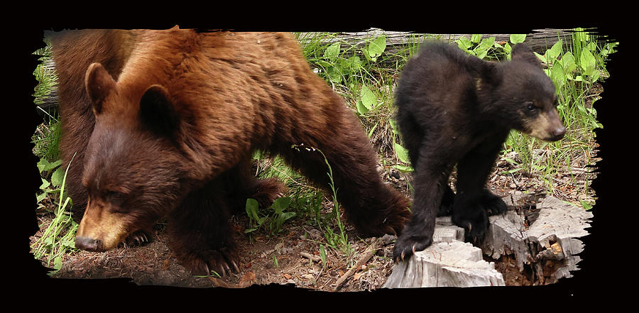 2023 Cinnamon Bear and cub Photograph by Jean Clark