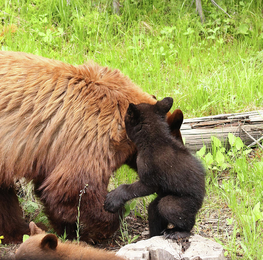 2023 Cinnamon Sow and Cub 1 Photograph by Jean Clark