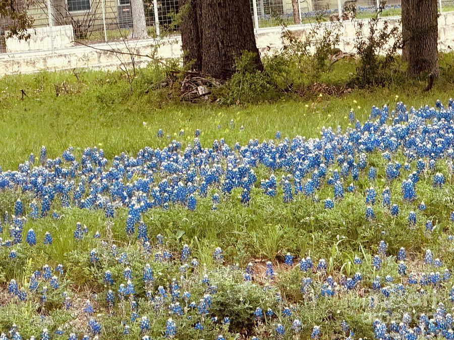 2023 Early Bluebonnets Photograph by Janette Boyd