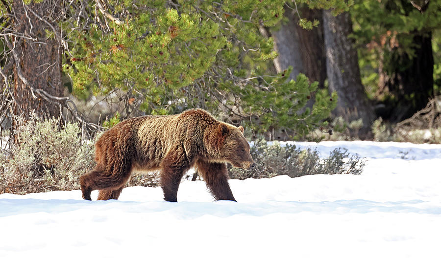 2023 Grizzly 610 One Photograph by Jean Clark Fine Art America