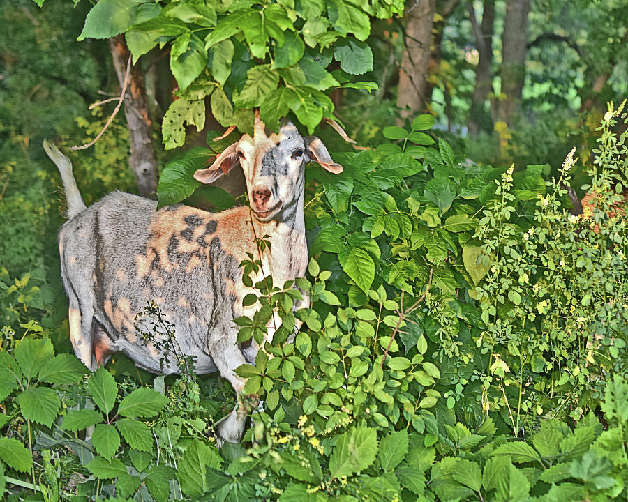 2023 Late June Goats 1 Photograph by Janis Senungetuk
