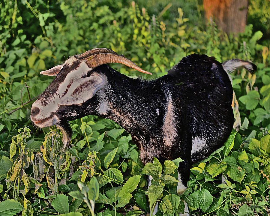2023 Late June Goats 3 Photograph by Janis Senungetuk
