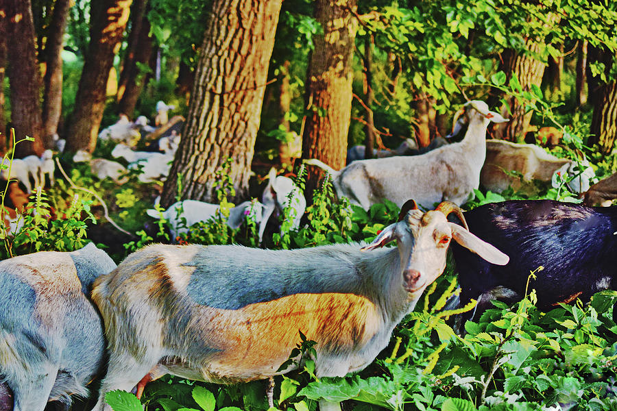 Goat Photograph - 2023 Late June Goats A Pleasant Evening by Janis Senungetuk