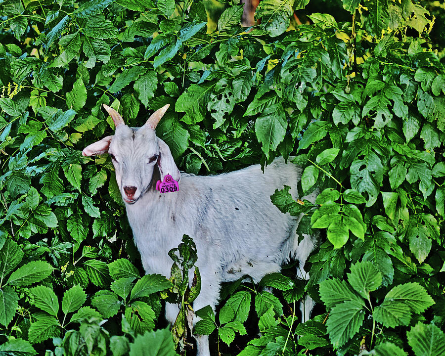 2023 Late June Goats Number 309 Photograph by Janis Senungetuk