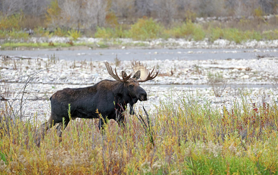 2023 Moose at Riverside Photograph by Jean Clark