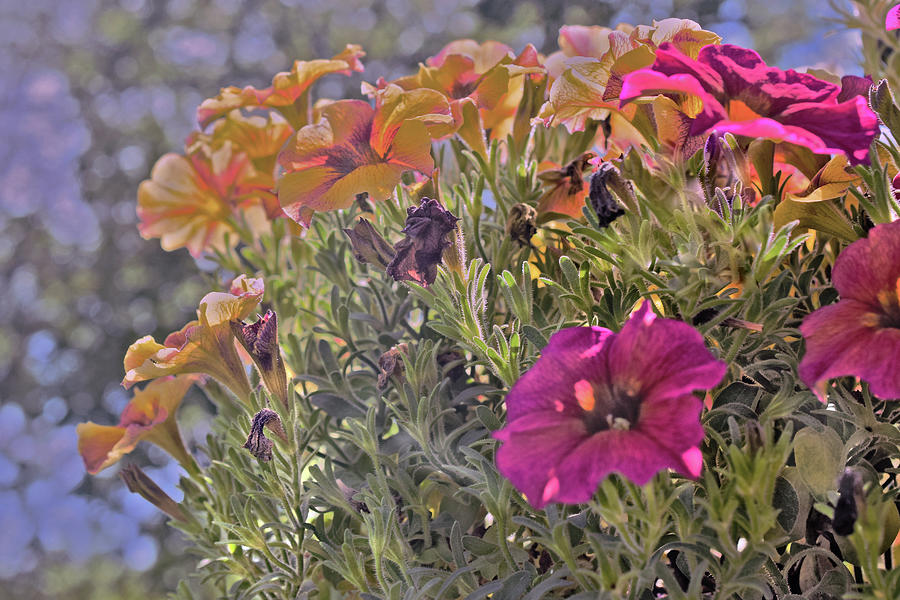 Garden Flowers Photograph - 2023 My Neighbors Petunias 2 by Janis Senungetuk