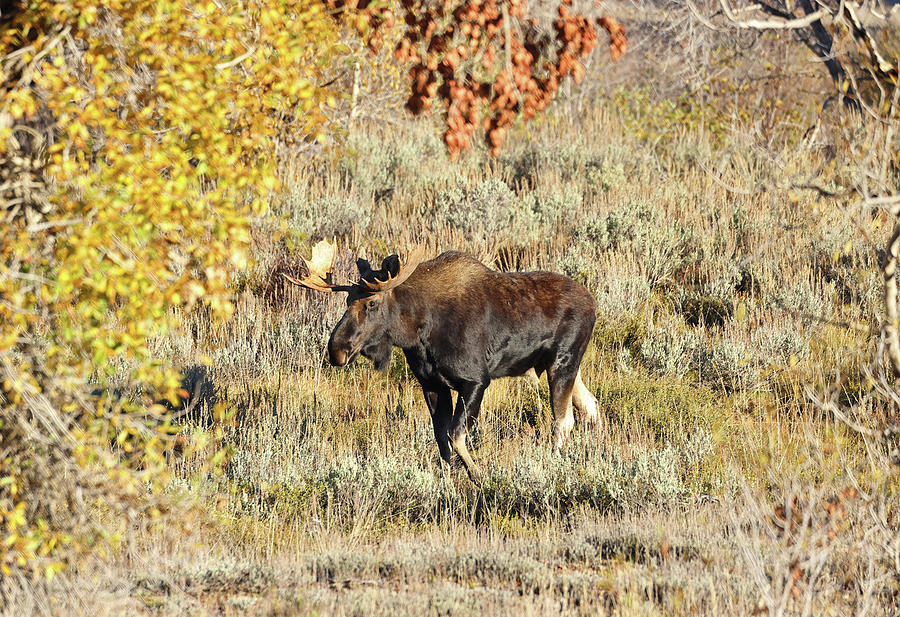 2023 October Moose Photograph by Jean Clark