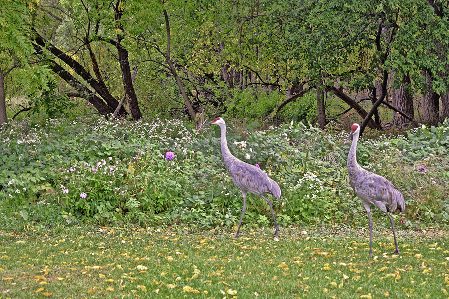 2023 September Cranes 5 Photograph by Janis Senungetuk