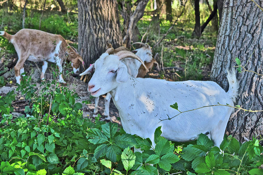 Goat Photograph - 2023 September Goats 1 by Janis Senungetuk