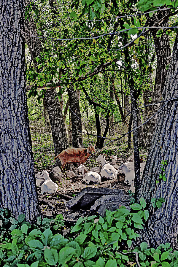 2023 September Goats 4 Photograph by Janis Senungetuk