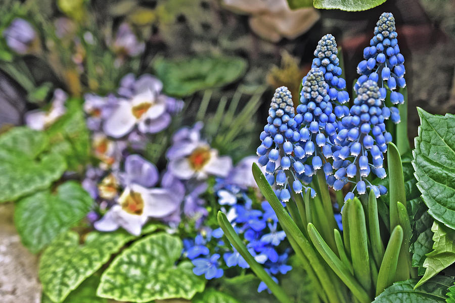 2023 Spring Show Grape Hyacinth and Crocus Photograph by Janis Senungetuk