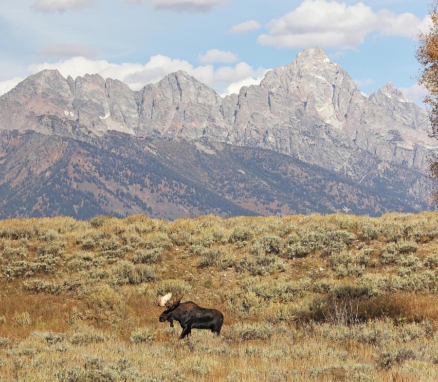 2023 Tetons and Moose Photograph by Jean Clark