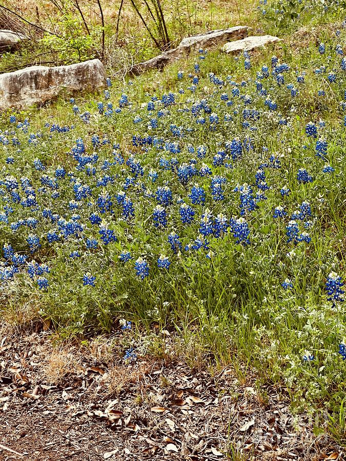 2023 Texas Bluebonnets Photograph by Janette Boyd