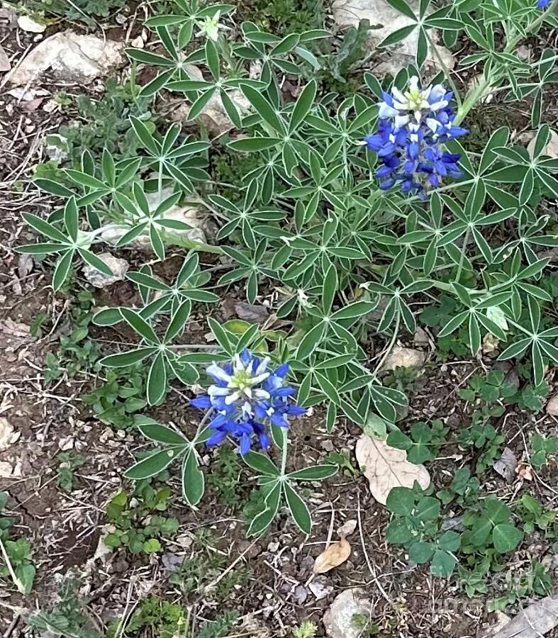 2024 First Sighting of Texas Bluebonnets Photograph by Janette Boyd