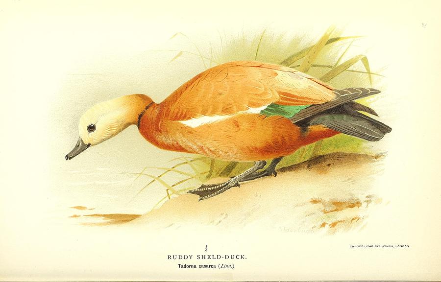 Beautiful antique waterfowl Mixed Media by Beautiful Nature Prints