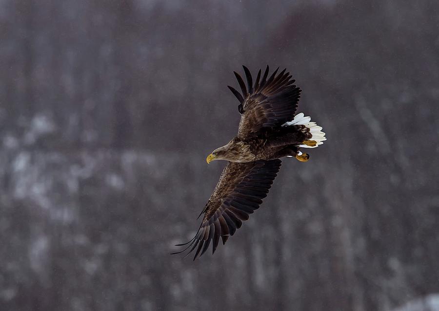 Vulture Photograph - Nature #2054 by Les Classics