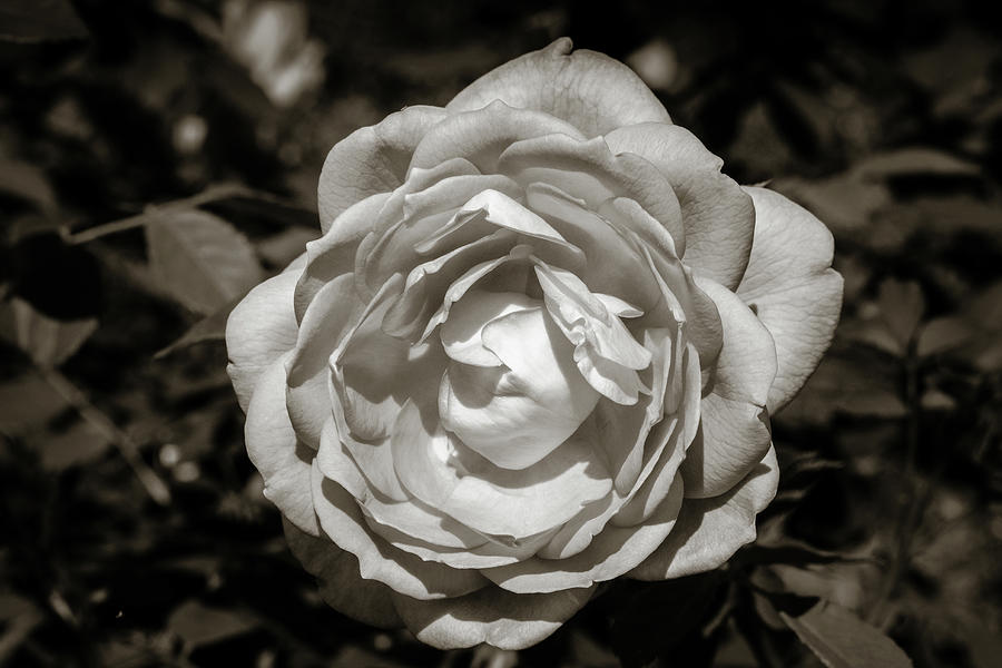 21 2024 2 Jubilee Celebration Rose In Black And White Photograph By M K   21 2024 2 Jubilee Celebration Rose In Black And White M K Miller 