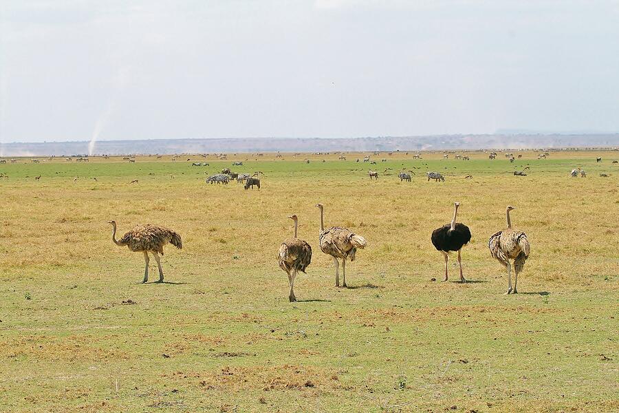 Africa #21 Photograph by John Walsh Africa #21 Photograph by John Walsh