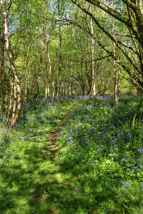Bluebell woods #21 Photograph by Gary Eason