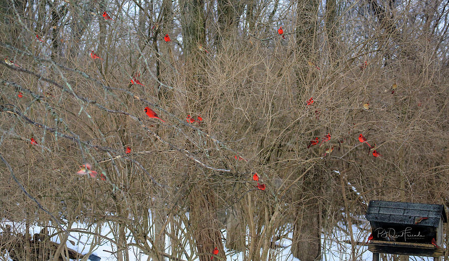 Cardinals Galore #21 Photograph by PJQandFriends Photography