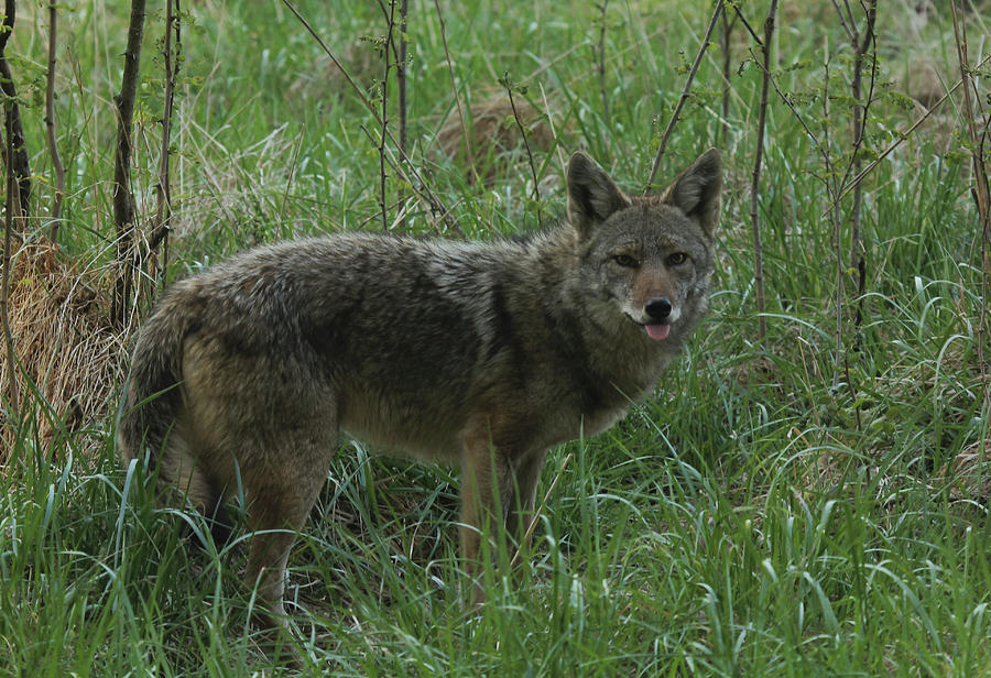 Coyote Photograph by Doug McPherson