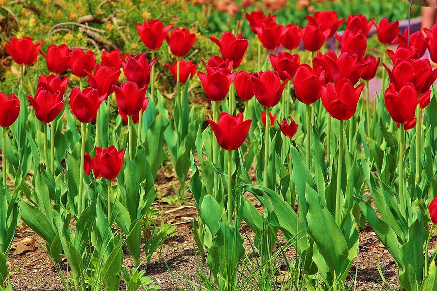 Flower #21 Photograph by John Walsh Flower #21 Photograph by John Walsh