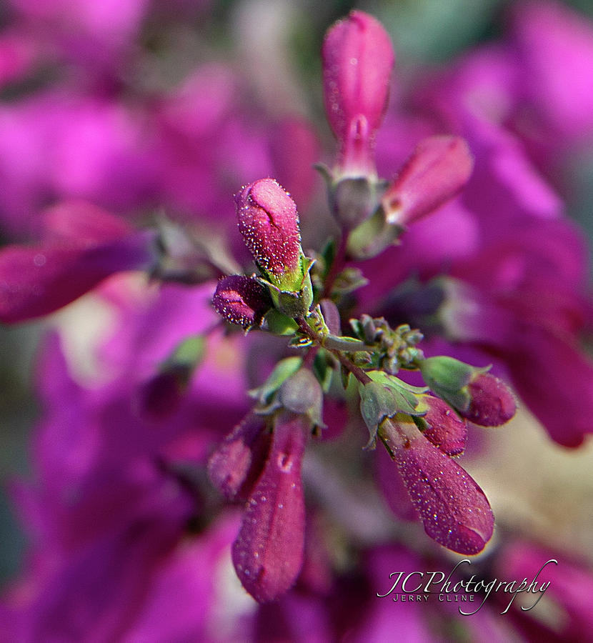 FLowers Photograph by Jerry Cline Fine Art America