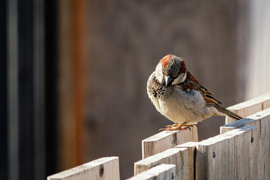 House Sparrow on a fence #21 Photograph by SAURAVphoto Online Store
