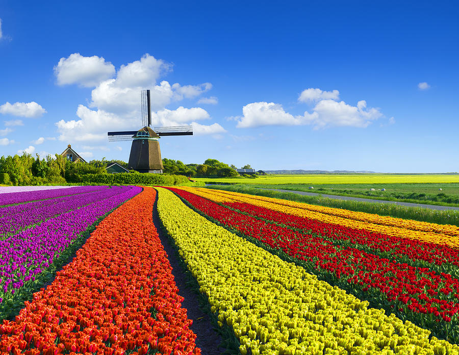 Tulips and Windmill #21 Photograph by JacobH