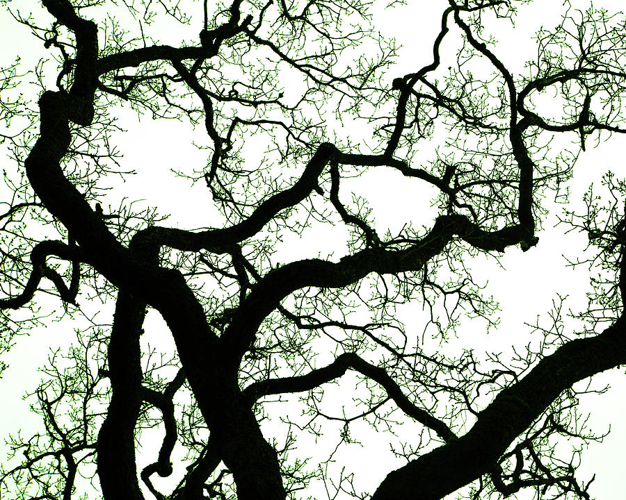 Gnarly Tree Branch Silhouette With Green Fringe Photograph By Alan Poon