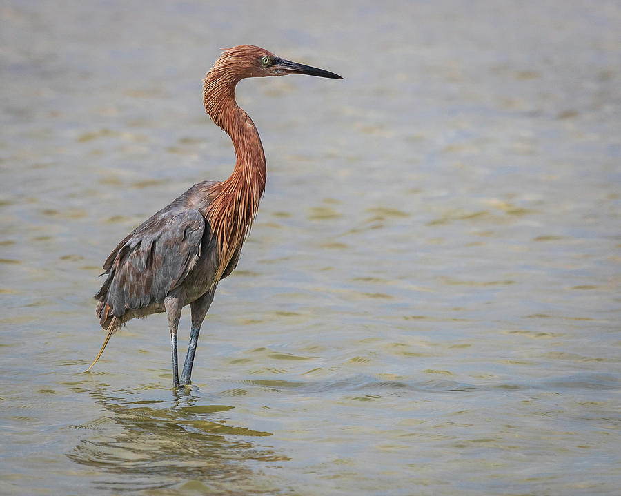 Wading Birds - Egrets Photograph by George Capaz - Pixels