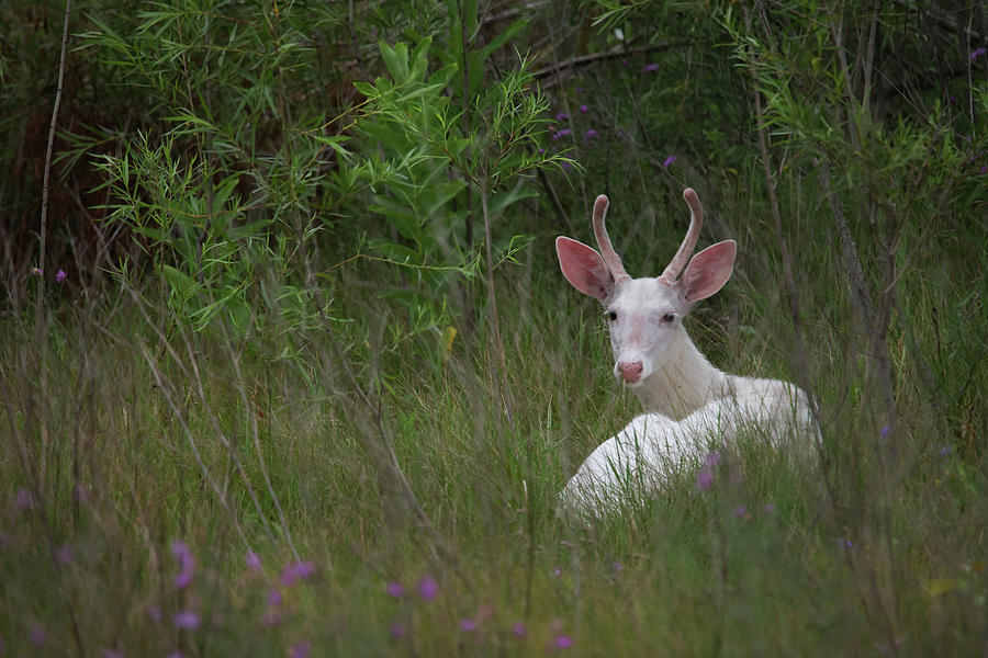 White Deer #21 Photograph by Brook Burling
