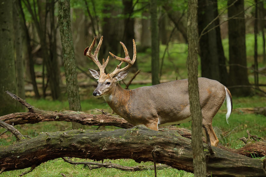 Whitetail Deer #33 Photograph by Brook Burling