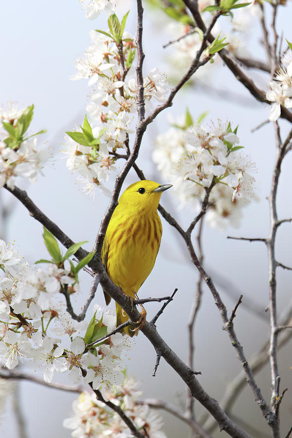 Yellow Warbler #21 Photograph by Brook Burling