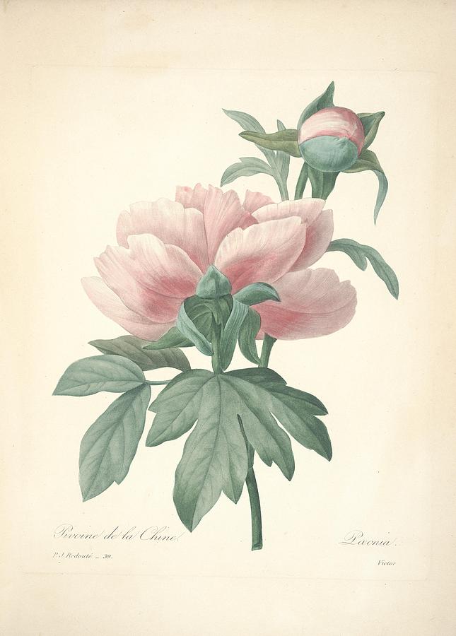 Pierre Jospeh Redoute. Botanical Artwork Mixed Media by Pierre Joseph ...