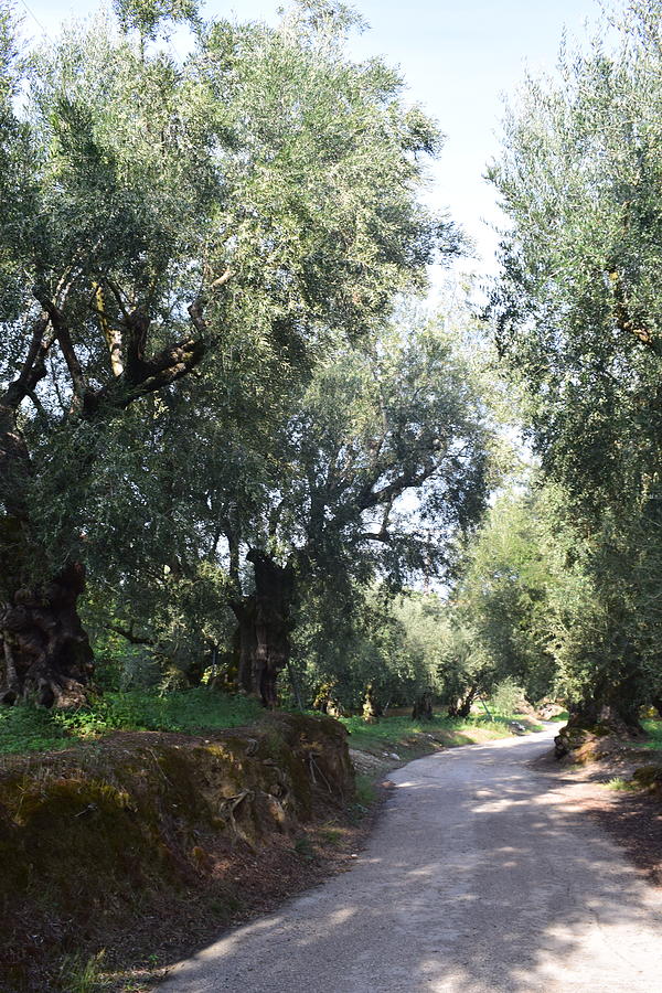 Olive Trees Greece Photograph