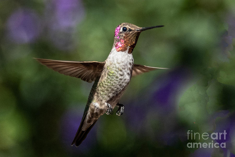 Annas Hummingbird #22 Digital Art by Tammy Keyes