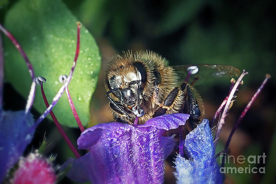 https://images.fineartamerica.com/images/artworkimages/mediumlarge/3/22-apis-mellifera-western-honey-bee-insect-frank-ramspott.jpg
