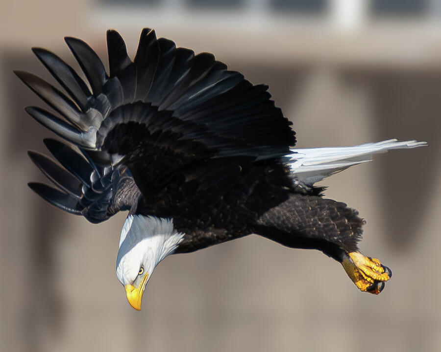 Bald Eagle #22 Photograph by Alan Moore