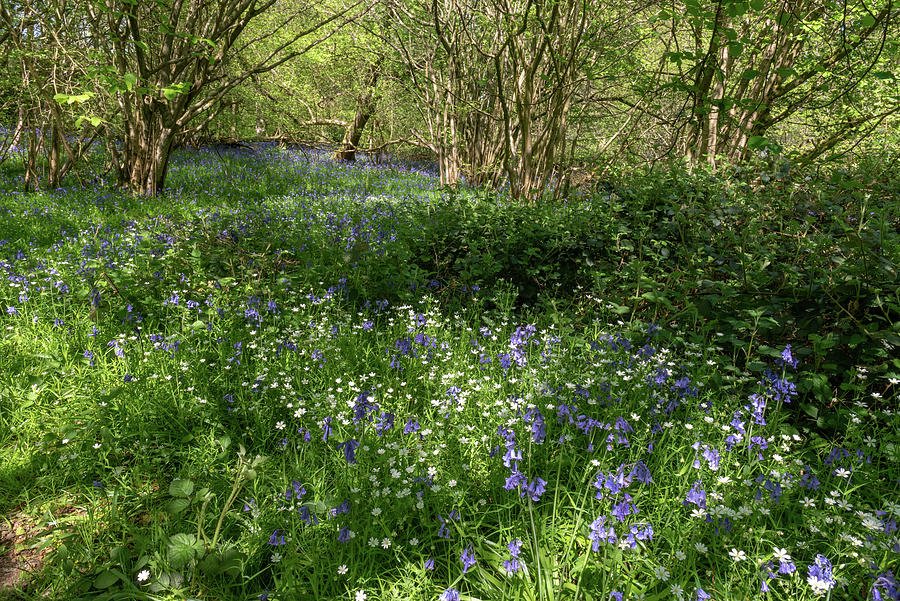 Bluebell woods #22 Photograph by Gary Eason