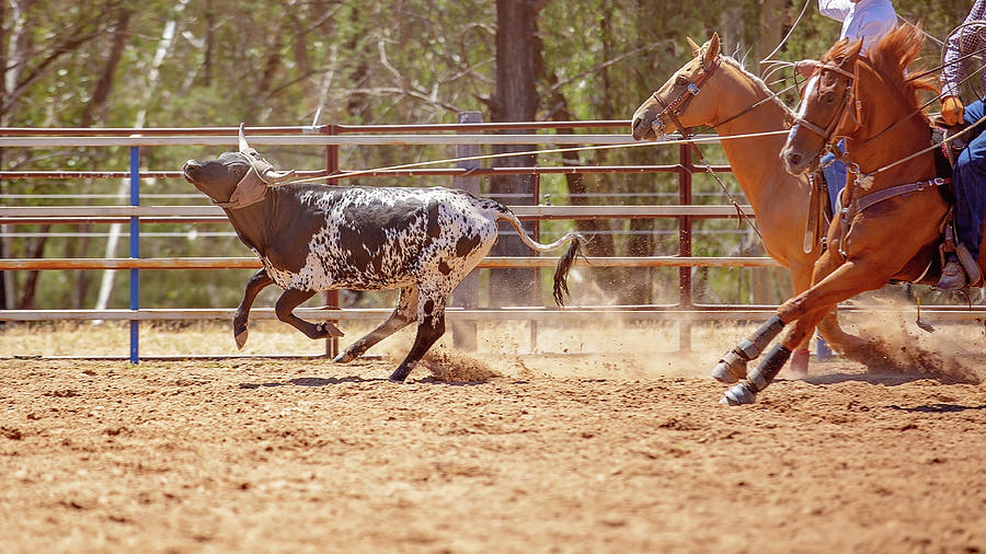 Calf Roping Photograph by Michele Jackson - Fine Art America