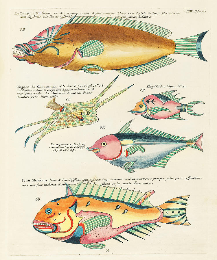 Colourful and surreal illustrations of fishes found in Moluccas ...