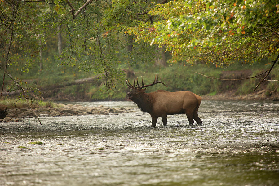 Oconaluftee Elk Photograph by Doug McPherson