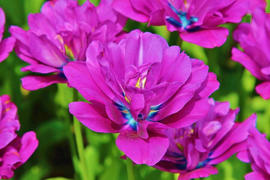 Flower #22 Photograph by John Walsh Flower #22 Photograph by John Walsh