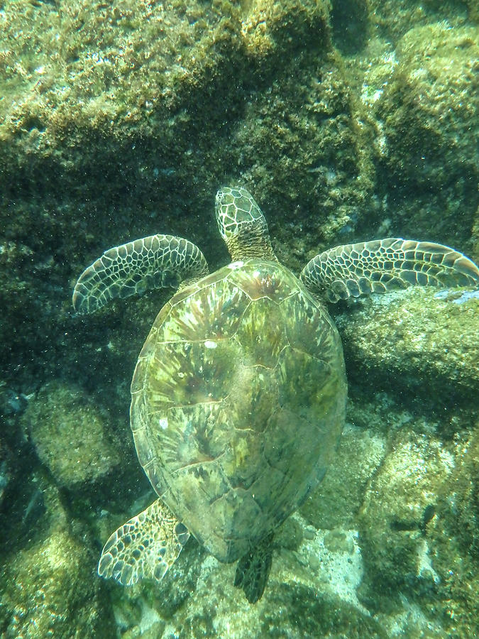 Sharks Cove Snorkeling In Oahu Hawaii North Shore Photograph by Alex ...