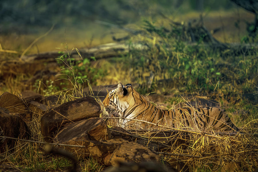 Tiger of Tadoba #22 Photograph by Kiran Joshi