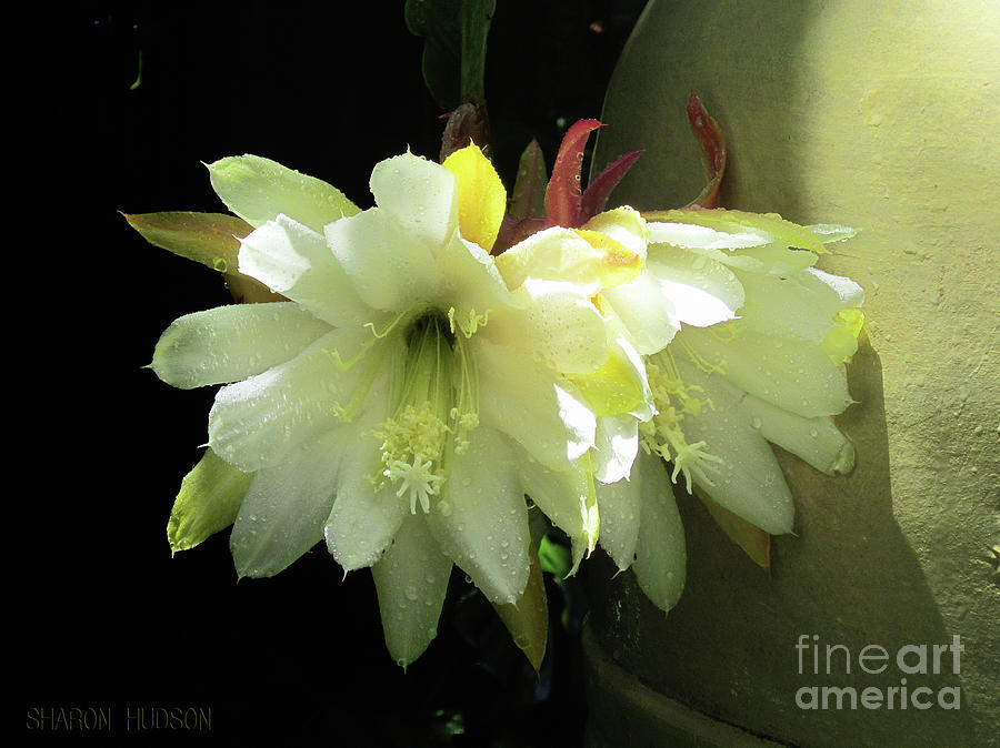 flower photographs - Orchid Cactus Photograph by Sharon Hudson