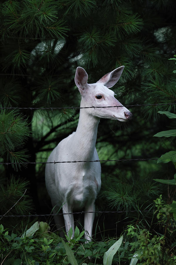 White Deer #22 Photograph by Brook Burling